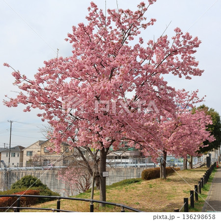 河津桜　河津さくら　カワヅザクラ　鎌ケ谷市役所に隣接する新鎌ケ谷二丁目公園 136298658