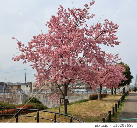 河津桜 河津さくら カワヅザクラ 鎌ケ谷市役所に隣接する新鎌ケ谷二丁目公園 河津桜 河津さくら カワヅザクラ 鎌ケ谷市役所に隣接する新鎌ケ谷二丁目公園 136298659