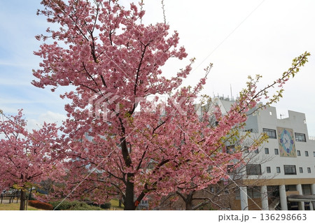 河津桜　河津さくら　カワヅザクラ　鎌ケ谷市役所に隣接する新鎌ケ谷二丁目公園 136298663