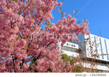 河津桜 河津さくら カワヅザクラ 鎌ケ谷市役所に隣接する新鎌ケ谷二丁目公園 河津桜 河津さくら カワヅザクラ 鎌ケ谷市役所に隣接する新鎌ケ谷二丁目公園 136298666