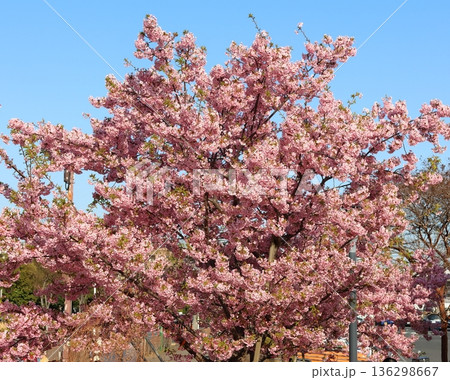 河津桜　河津さくら　カワヅザクラ　鎌ケ谷市役所に隣接する新鎌ケ谷二丁目公園 136298667