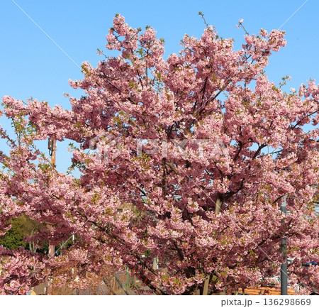 河津桜　河津さくら　カワヅザクラ　鎌ケ谷市役所に隣接する新鎌ケ谷二丁目公園 136298669