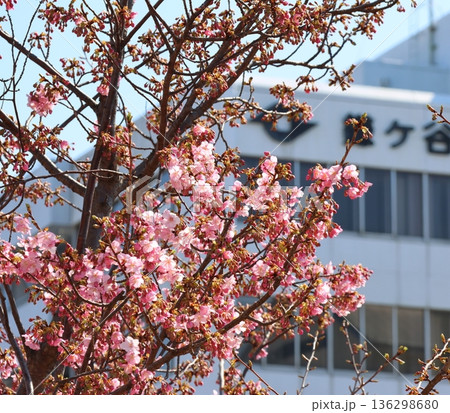 河津桜　河津さくら　カワヅザクラ　鎌ケ谷市役所に隣接する新鎌ケ谷二丁目公園 136298680