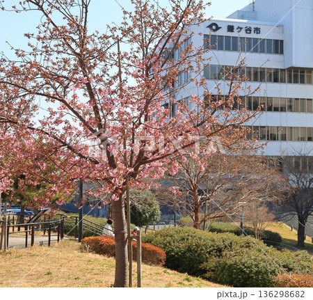 河津桜　河津さくら　カワヅザクラ　鎌ケ谷市役所に隣接する新鎌ケ谷二丁目公園 136298682