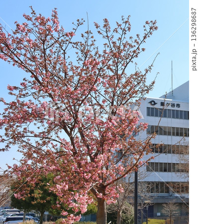 河津桜　河津さくら　カワヅザクラ　鎌ケ谷市役所に隣接する新鎌ケ谷二丁目公園 136298687