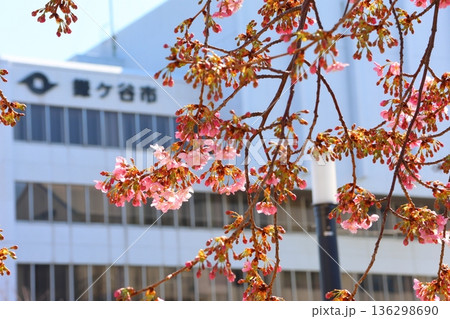 河津桜 河津さくら カワヅザクラ 鎌ケ谷市役所に隣接する新鎌ケ谷二丁目公園 河津桜 河津さくら カワヅザクラ 鎌ケ谷市役所に隣接する新鎌ケ谷二丁目公園 136298690
