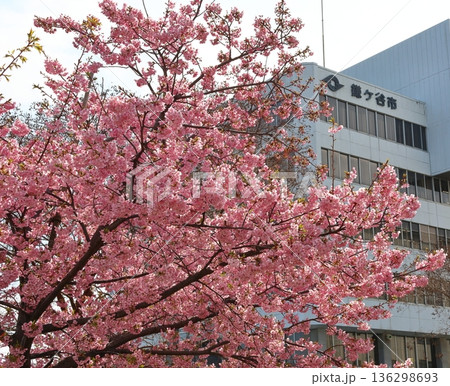 河津桜 河津さくら カワヅザクラ 鎌ケ谷市役所に隣接する新鎌ケ谷二丁目公園 河津桜 河津さくら カワヅザクラ 鎌ケ谷市役所に隣接する新鎌ケ谷二丁目公園 136298693