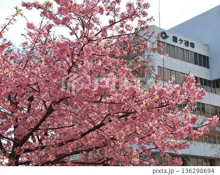 河津桜 河津さくら カワヅザクラ 鎌ケ谷市役所に隣接する新鎌ケ谷二丁目公園 河津桜 河津さくら カワヅザクラ 鎌ケ谷市役所に隣接する新鎌ケ谷二丁目公園 136298694