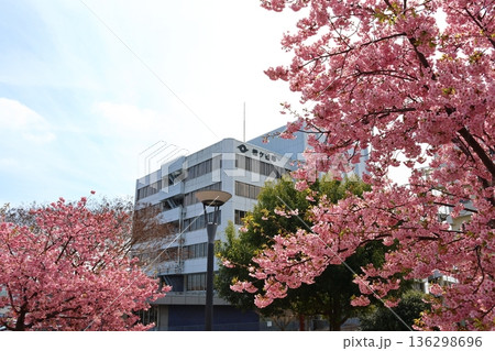 河津桜　河津さくら　カワヅザクラ　鎌ケ谷市役所に隣接する新鎌ケ谷二丁目公園 136298696