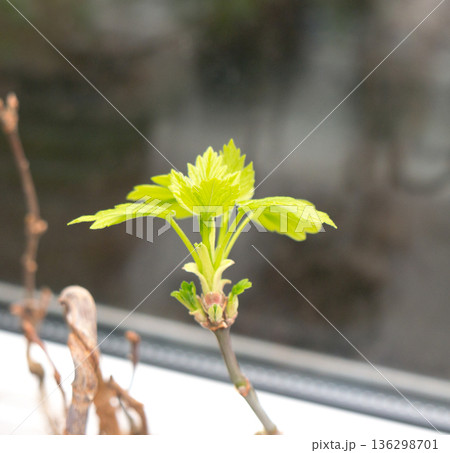 Chestnut Leafs objects and background. 136298701