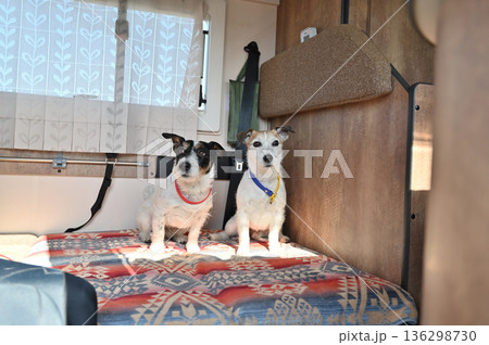 2匹の仲良しジャックラッセルテリアとキャンピングカー旅行 2匹の仲良しジャックラッセルテリアとキャンピングカー旅行 136298730