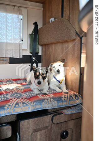 2匹の仲良しジャックラッセルテリアとキャンピングカー旅行 136298738
