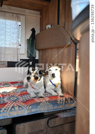 2匹の仲良しジャックラッセルテリアとキャンピングカー旅行 136298739