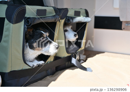 愛犬とキャンピングカー旅行 ドライブベッドに入るジャックラッセルテリア 多頭飼い 愛犬とキャンピングカー旅行 ドライブベッドに入るジャックラッセルテリア 多頭飼い 136298906