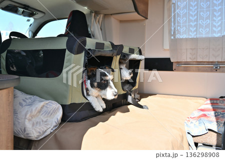 愛犬とキャンピングカー旅行　ドライブベッドに入るジャックラッセルテリア　多頭飼い 136298908