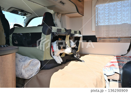 愛犬とキャンピングカー旅行 ドライブベッドに入るジャックラッセルテリア 多頭飼い 愛犬とキャンピングカー旅行 ドライブベッドに入るジャックラッセルテリア 多頭飼い 136298909