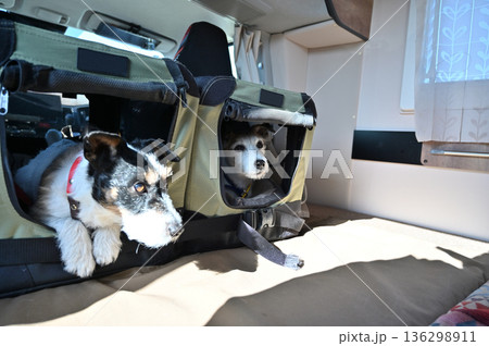 愛犬とキャンピングカー旅行　ドライブベッドに入るジャックラッセルテリア　多頭飼い 136298911