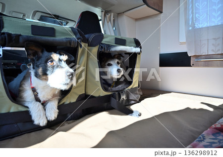 愛犬とキャンピングカー旅行　ドライブベッドに入るジャックラッセルテリア　多頭飼い 136298912