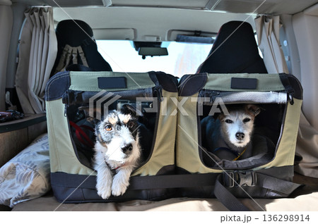 愛犬とキャンピングカー旅行　ドライブベッドに入るジャックラッセルテリア　多頭飼い 136298914