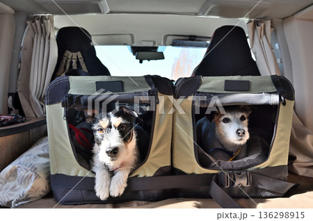 愛犬とキャンピングカー旅行　ドライブベッドに入るジャックラッセルテリア　多頭飼い 136298915