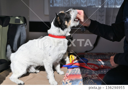 愛犬とキャンピングカー旅行 ジャックラッセルテリア 愛犬とキャンピングカー旅行 ジャックラッセルテリア 136298955