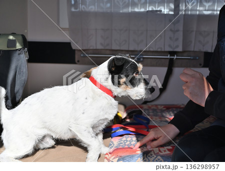 愛犬とキャンピングカー旅行 ジャックラッセルテリア 愛犬とキャンピングカー旅行 ジャックラッセルテリア 136298957