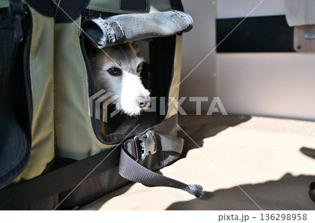 愛犬とキャンピングカー旅行　ジャックラッセルテリア 136298958