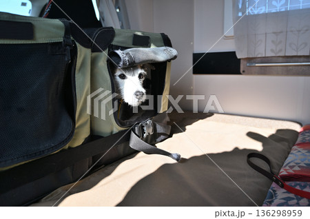 愛犬とキャンピングカー旅行　ジャックラッセルテリア 136298959