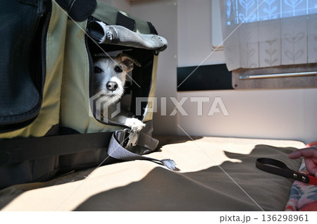 愛犬とキャンピングカー旅行　ジャックラッセルテリア 136298961