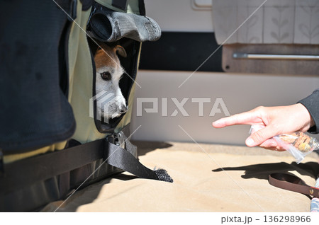 愛犬とキャンピングカー旅行 ジャックラッセルテリア 愛犬とキャンピングカー旅行 ジャックラッセルテリア 136298966