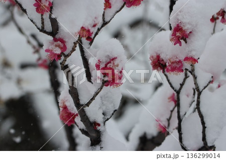 ≪平塚市総合公園≫雪と梅のコラボレーション 136299014