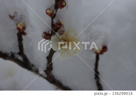 ≪平塚市総合公園≫雪と梅のコラボレーション 136299018