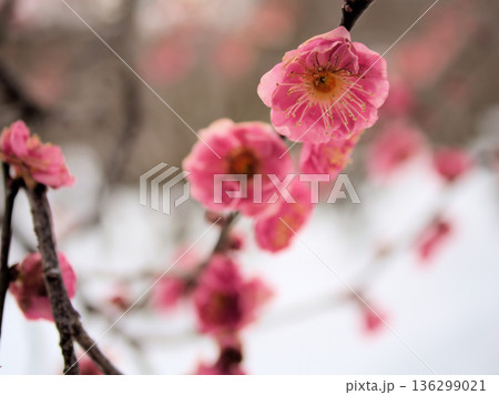 晴れた2月に咲いた美しい紅梅「八重寒紅(ヤエカンコウ)」 晴れた2月に咲いた美しい紅梅「八重寒紅(ヤエカンコウ)」 136299021