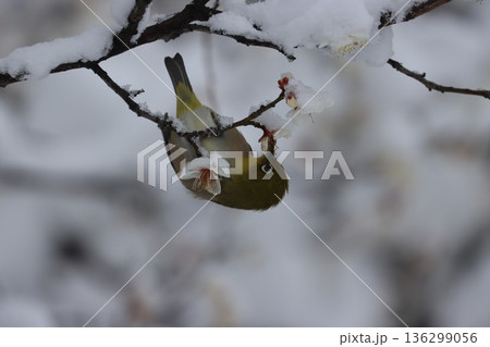 ≪平塚市総合公園≫雪と梅とメジロのコラボレーション 136299056