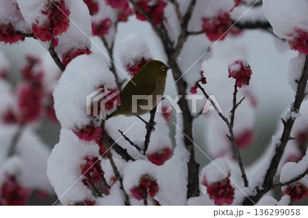 ≪平塚市総合公園≫雪と梅とメジロのコラボレーション 136299058