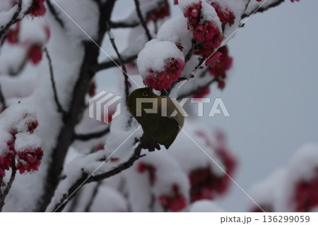 ≪平塚市総合公園≫雪と梅とメジロのコラボレーション 136299059