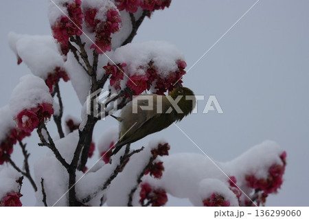 ≪平塚市総合公園≫雪と梅とメジロのコラボレーション 136299060