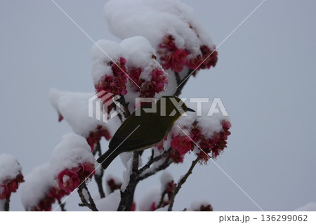 ≪平塚市総合公園≫雪と梅とメジロのコラボレーション 136299062