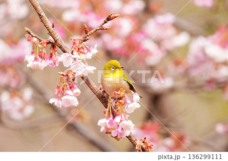 桜の中のメジロ 桜の中のメジロ 136299111