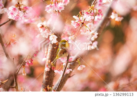 桜に囲まれるメジロ 桜に囲まれるメジロ 136299113