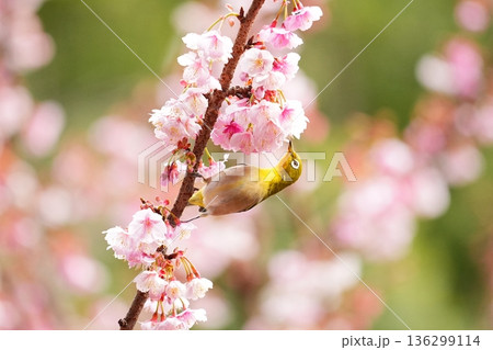 桜の蜜を吸うメジロ 桜の蜜を吸うメジロ 136299114