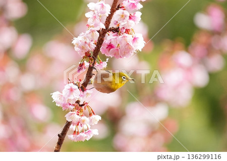 桜の蜜を狙うメジロ 136299116