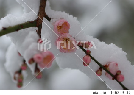 ≪平塚市総合公園≫雪と梅のコラボレーション 136299137