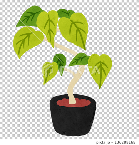 Ficus umbellata potted plant watercolor hand-drawn illustration 136299169