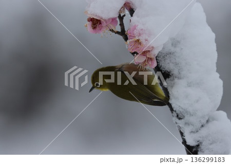 ≪平塚市総合公園≫雪と梅とメジロのコラボレーション 136299183