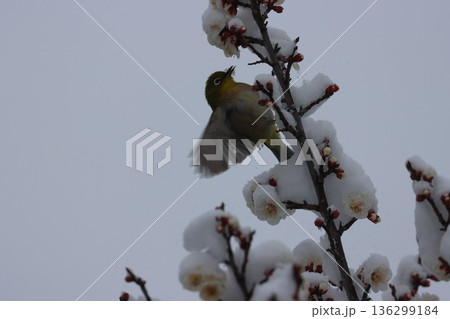 ≪平塚市総合公園≫雪と梅とメジロのコラボレーション 136299184
