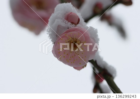 ≪平塚市総合公園≫雪と梅のコラボレーション ≪平塚市総合公園≫雪と梅のコラボレーション 136299243