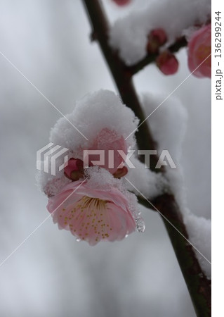 ≪平塚市総合公園≫雪と梅のコラボレーション ≪平塚市総合公園≫雪と梅のコラボレーション 136299244