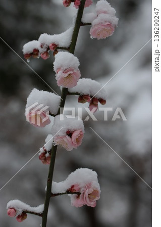 ≪平塚市総合公園≫雪と梅のコラボレーション 136299247