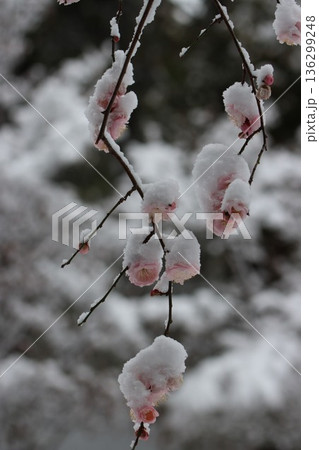 ≪平塚市総合公園≫雪と梅のコラボレーション 136299248